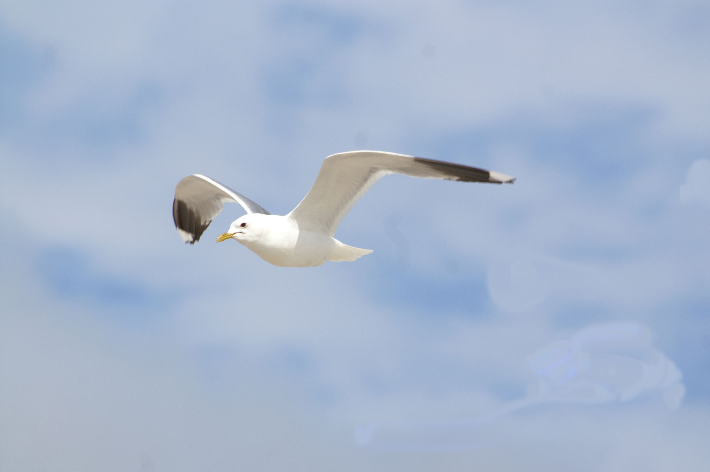 Möwe an der Nordsee